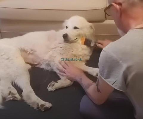 Dog byuuu