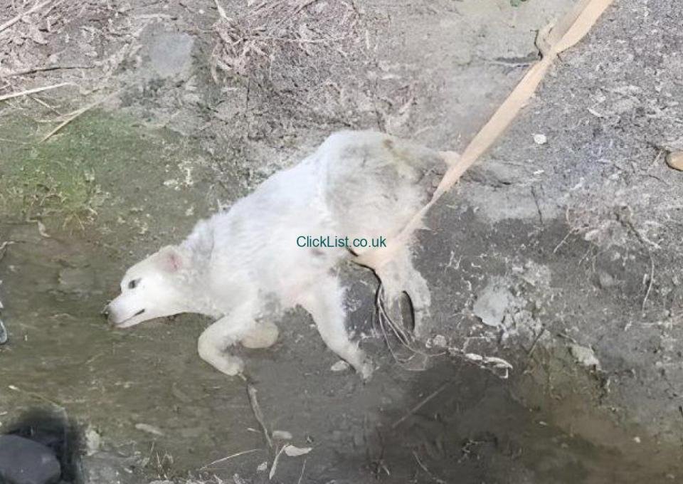 Dog byuuu - 3/15