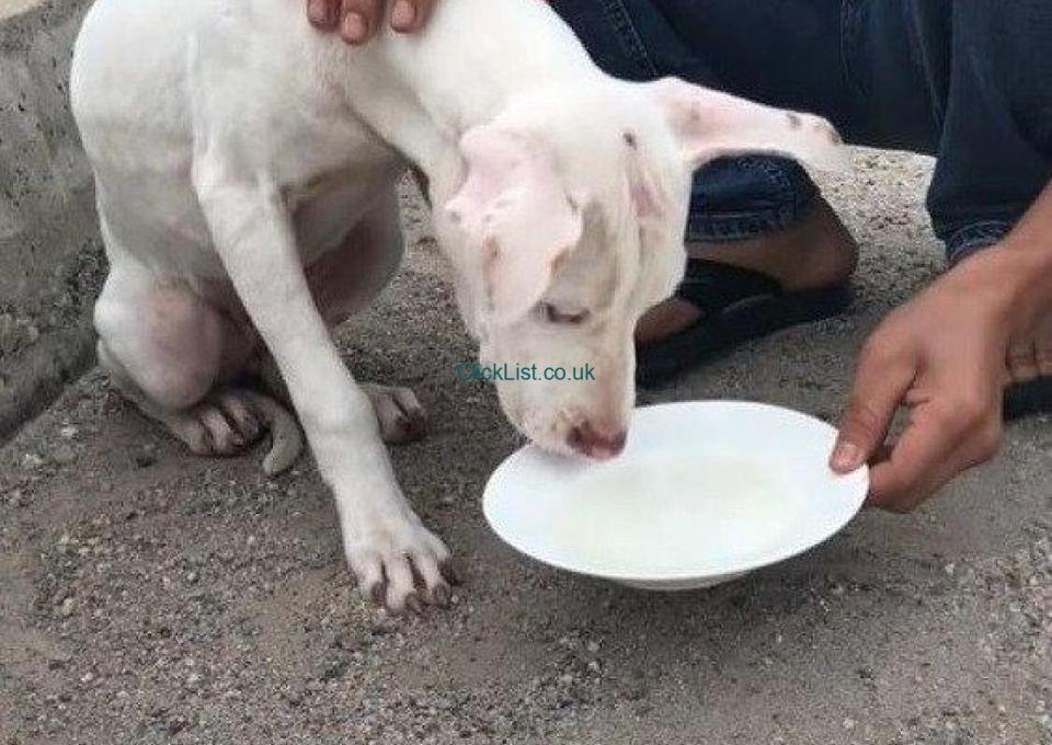 Dog byuuu - 11/15