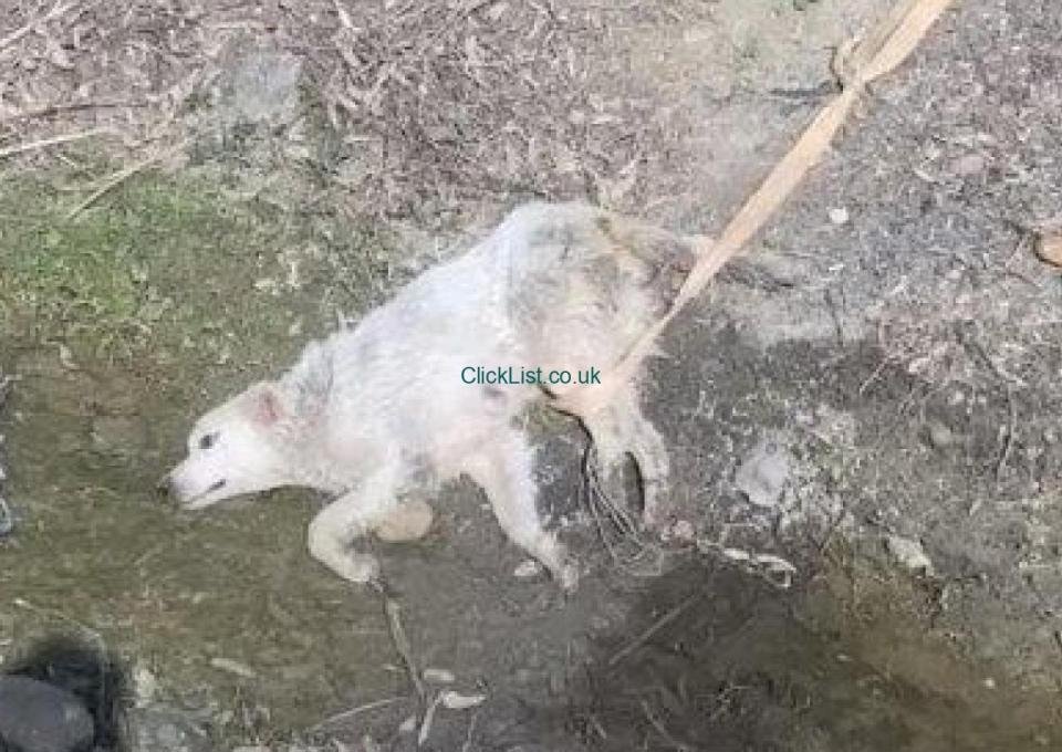 Dog byuuu - 13/15